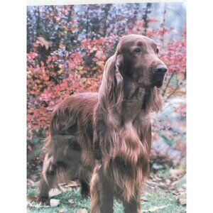 Irish Setter Dog Best of Breed Fall Leaves Indoor Outdoor Garden Flag 28” x 40”